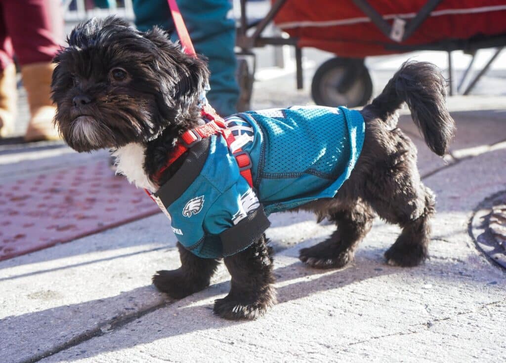 Shadow the Shih Tzu wears his Jalen Hurts dog jersey along South Broad Street 