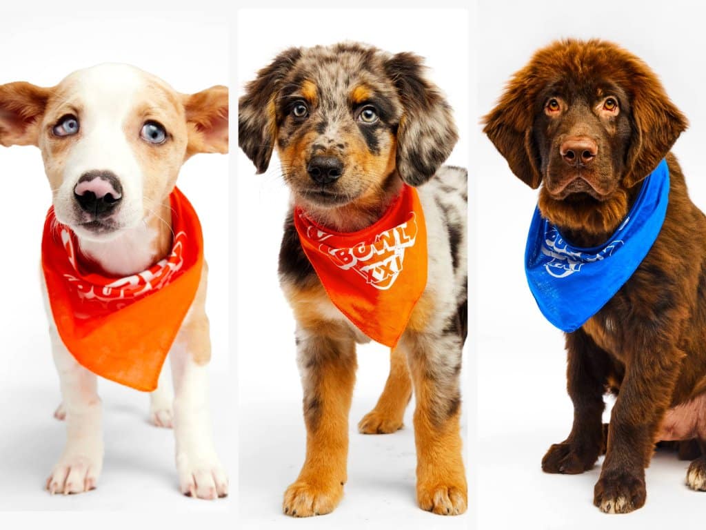 3 Puppy Bowl pups from PA